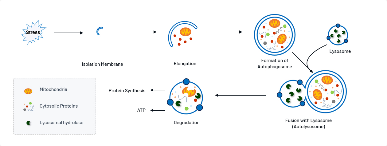 Emerging therapeutic
                            target : cellular organelle & homeostasis