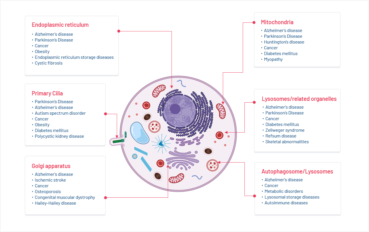 Emerging therapeutic
                            target : cellular organelle & homeostasis