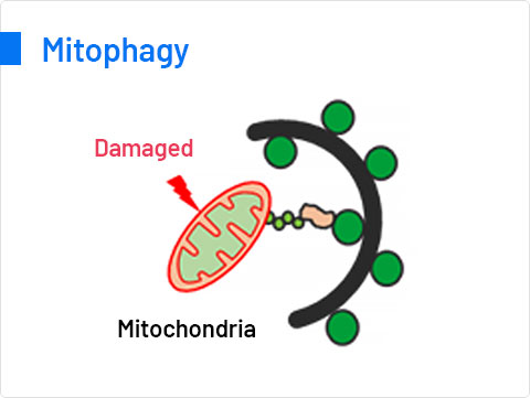 Mitophagy