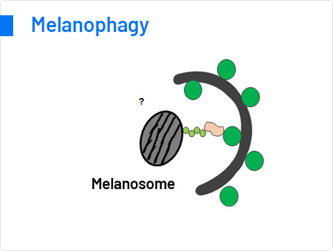 Pexophagy